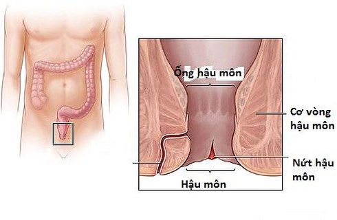 Đau hậu môn - Hình ảnh minh họa
